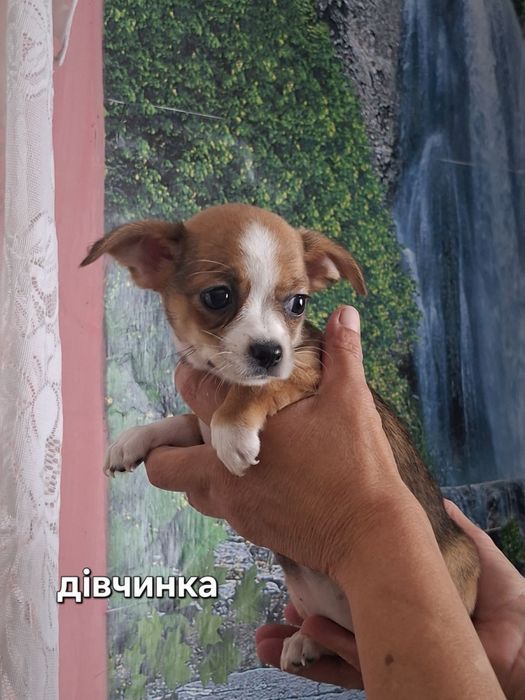 Продам чихуахуа