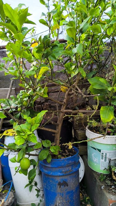 Limoeiros com 1 ano e meio