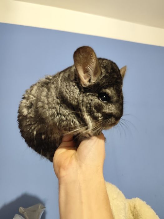 Szynszyle z wolierą odsprzedam