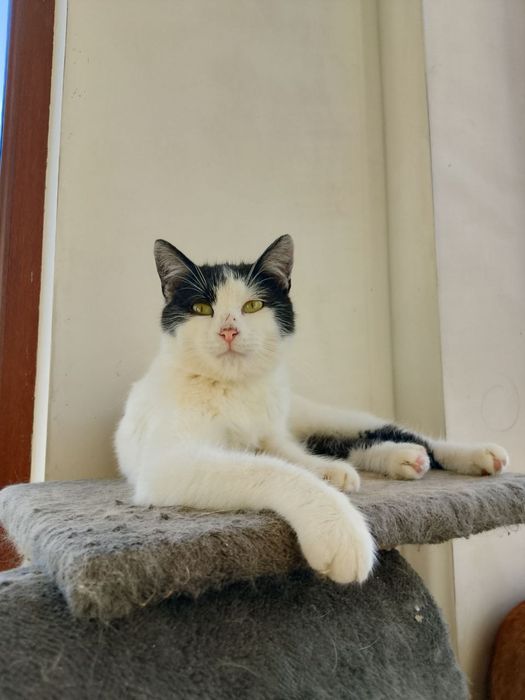 Мурзик ищет семью