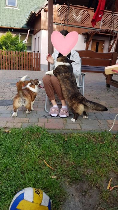 Welsh Corgi Cardigan FCI