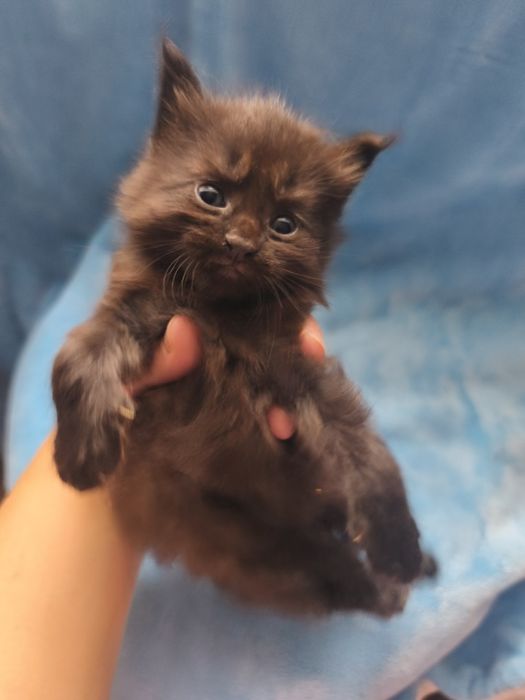 Sprzedam Maine coon