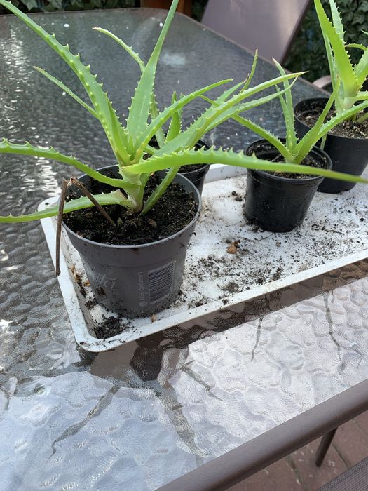 Aloes leczniczy Pozna Grunwald  OLX.pl