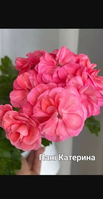 Пеларгонія сортова Мерлезон-1, Лоліта,Грація: 200 грн. - Комнатные ...