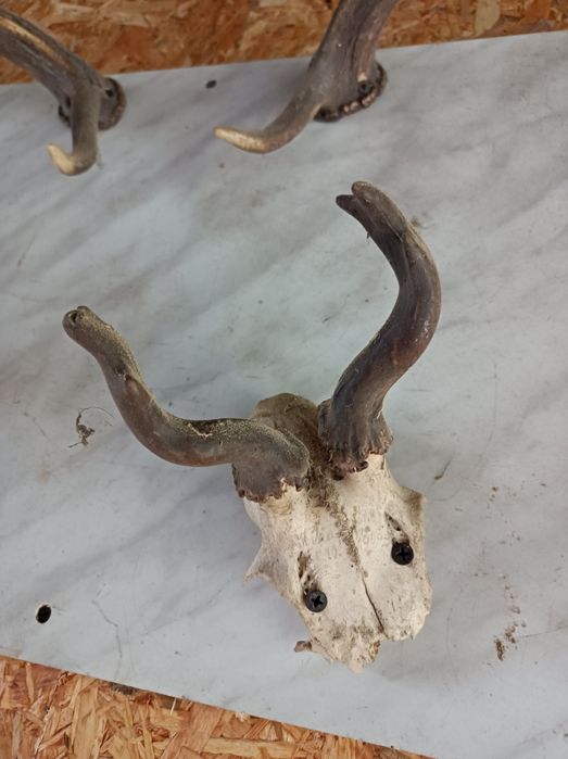 Sprzedam małe poroża