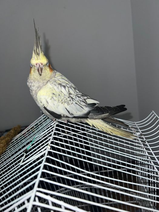 Cedo caturra anilhada