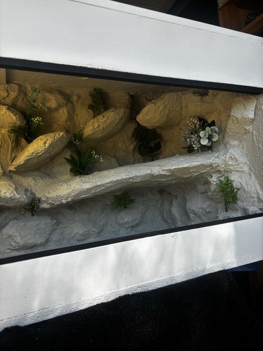 Terrarium dla agamy brodatej
