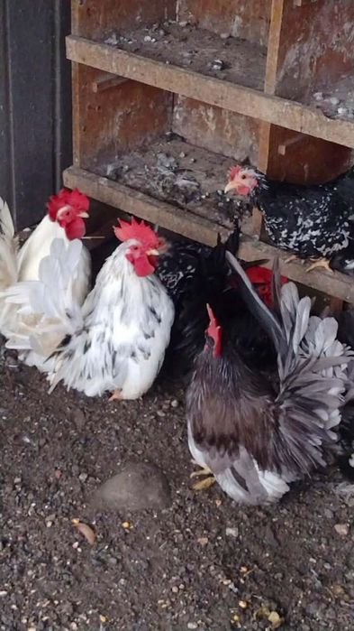 Młode piękne kury chabo