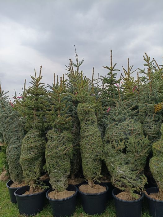 Świerk Serbski Picea Omorika 2,5-3,5m