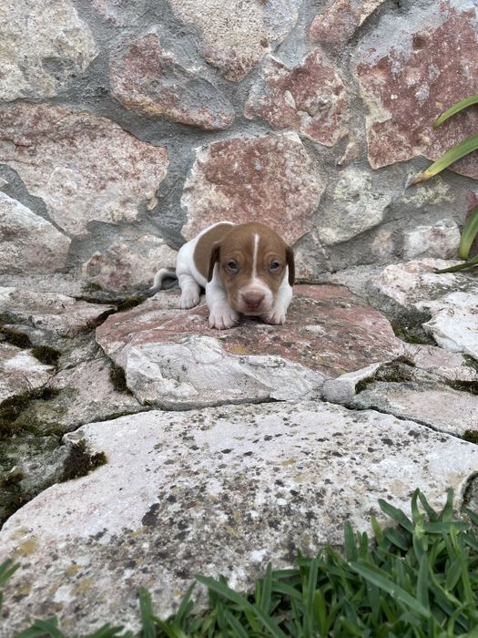 Macho Jack Russel Terrier
