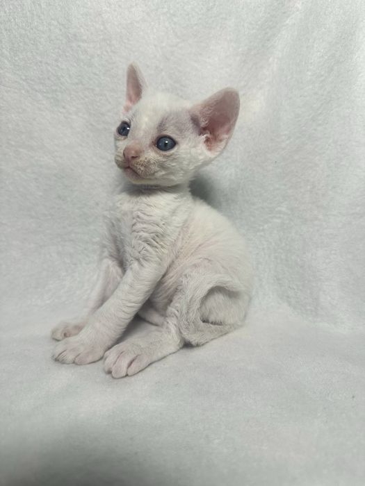 Котики Девон рекс/Devon rex