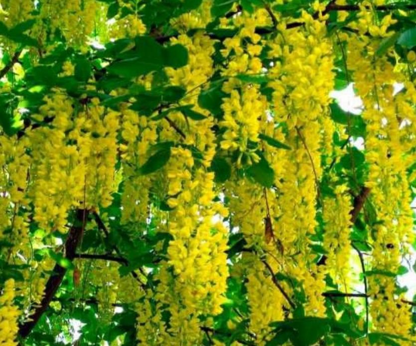 Бавовник ,семена