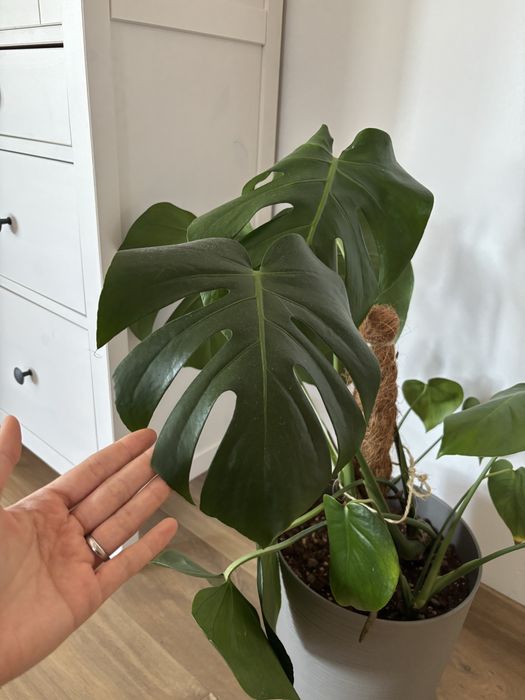Monstera deliciosa + pieniek + osłonka