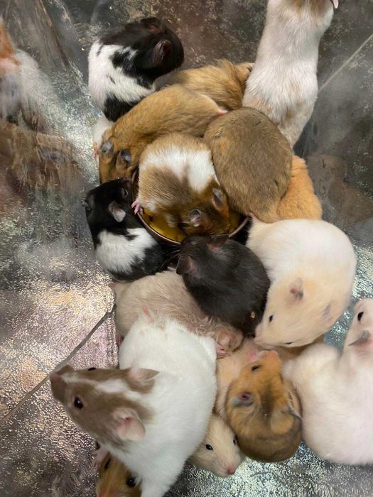 Хомка -домашній улюбленець