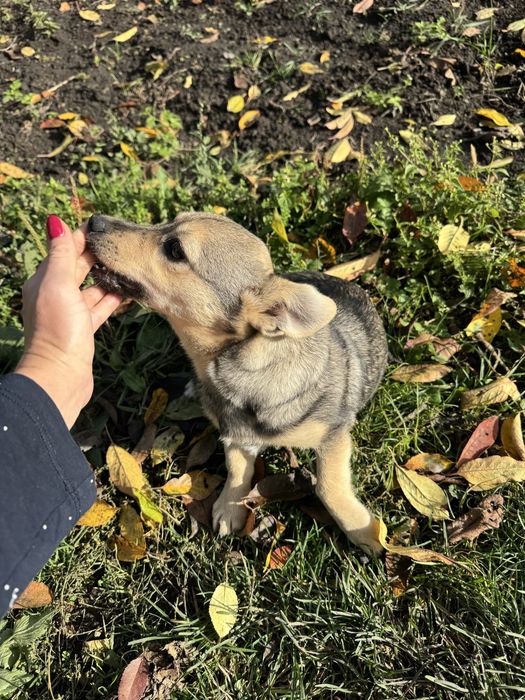 Собача маленьке, віддамо в добрі руки