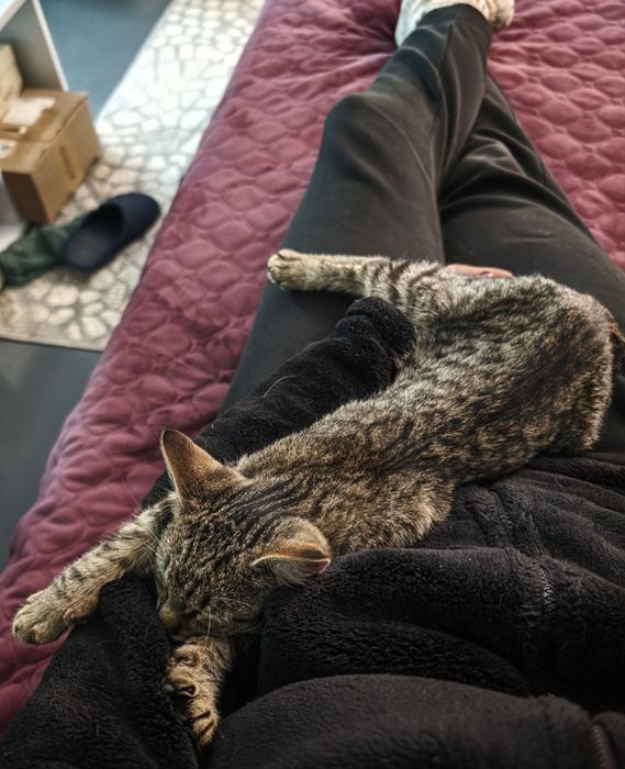 Котик маленький в добрі руки. ТЕРМІНОВО!!!
