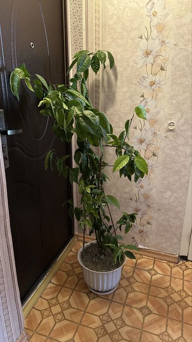 Вазон Лимон 140 см САМОВИВІз