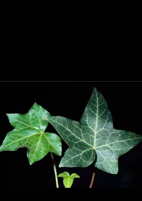 Плющ звичайний, вічнозелений