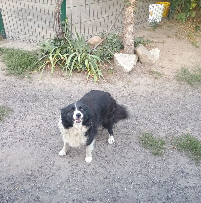 Za darmo border collie
