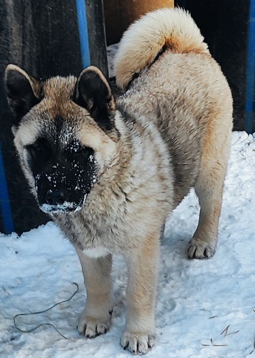 Американська акіта!