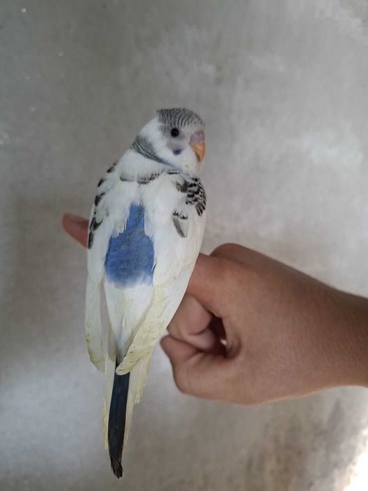 Periquito Arlequim Recessivo Azul