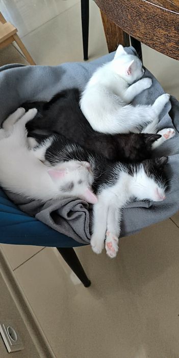 Małe kotki szukają nowego domu