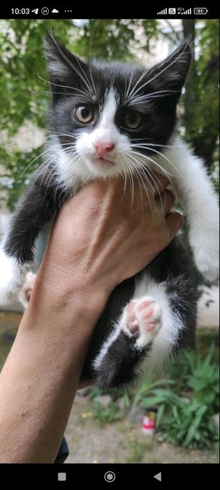 Отдам даром в хорошие руки котят