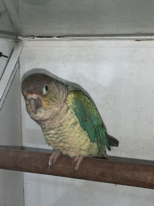 Pyrrhura turquesa macho de 2025