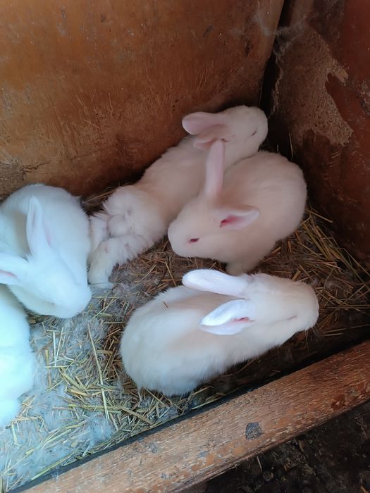 Продам кролів велетнів