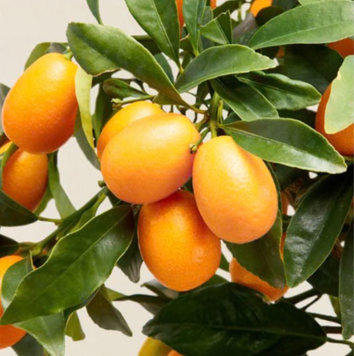 Arvore Kumquat Raro Portes grátis
