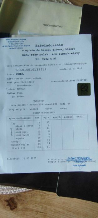 Klacz zimnokrwista z licencją