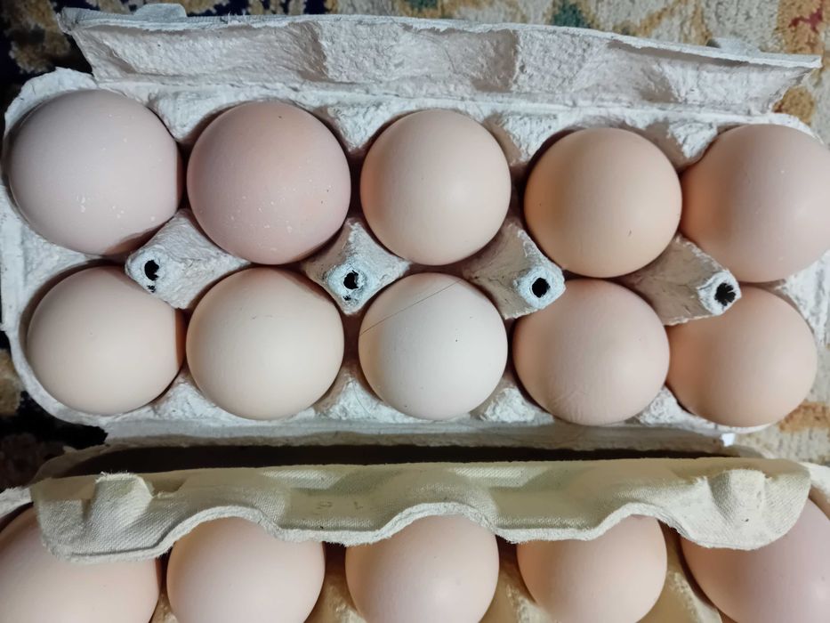 Sprzedam jaja kurek rosy rosy czerwona