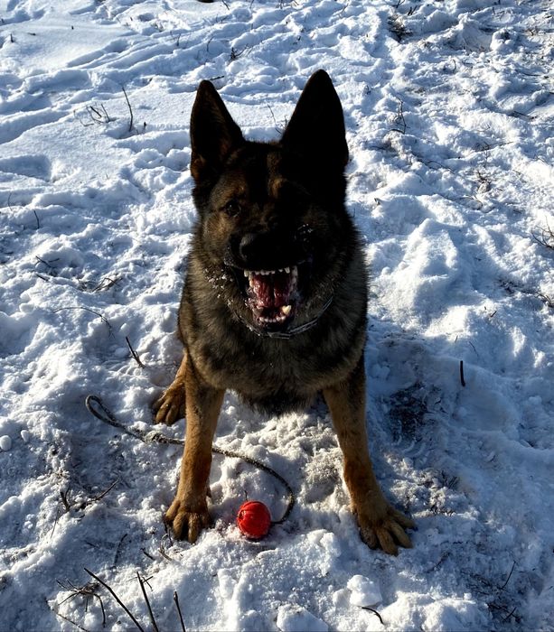 Німецька вівчарка спортивного розведення! (В'ЯЗКА)