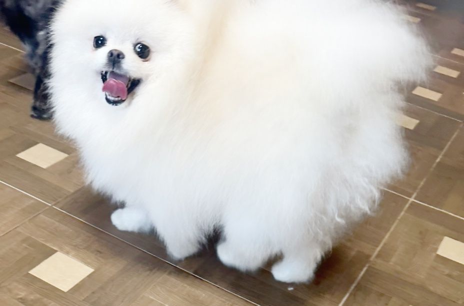 Супер кровi,в’язка i/о