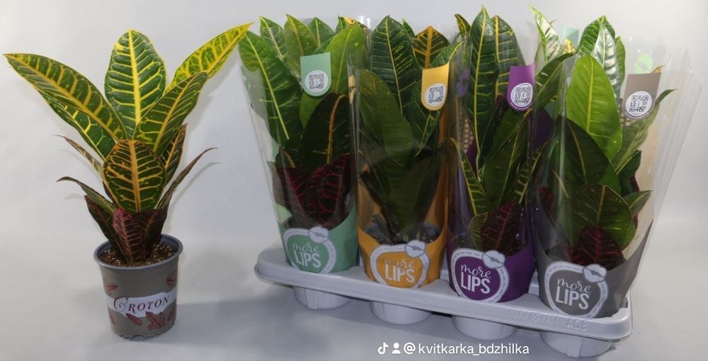 Вазони, Гіацинти, троянди та багато інших рослин.