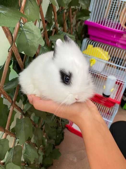 Coelhos Anões Mini Teddy , Mini Toy em Loja