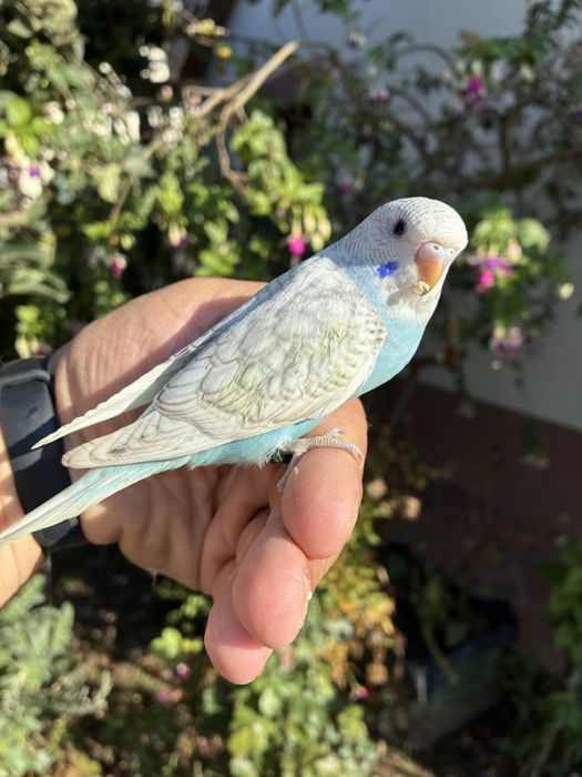Fantastico Periquito domesticado - baixa de preço