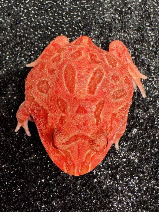Żaby rogate Ceratophrys cornuta/cranwelli różne odmiany