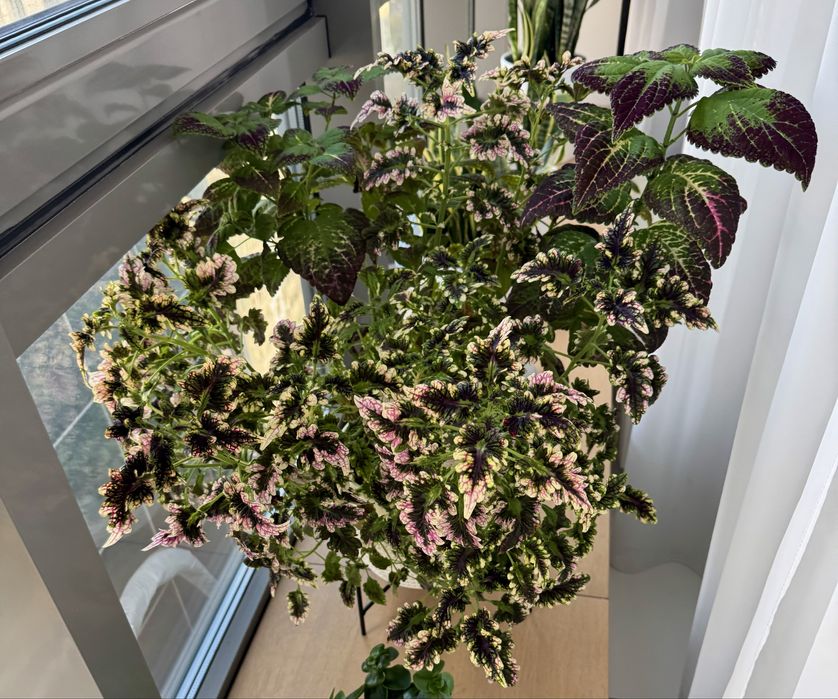 Великий кущ колеуса. Домашня рослина. Колеус микс. Цветы для сада