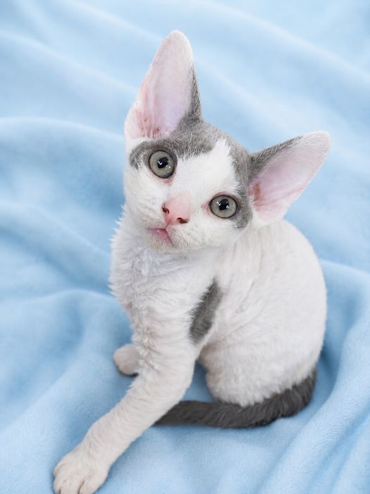 Kocurek Devon Rex