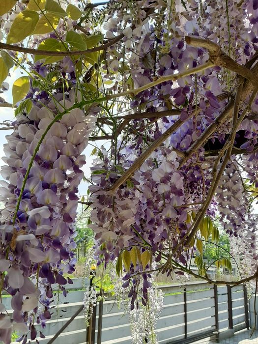 Glicynia sadzonki ok 1-2mb możliwość wysyłki