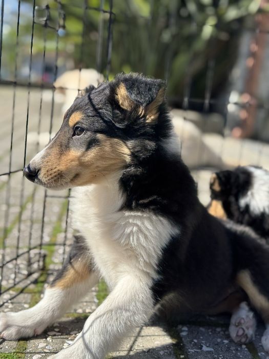 Rough Collie / Lassie