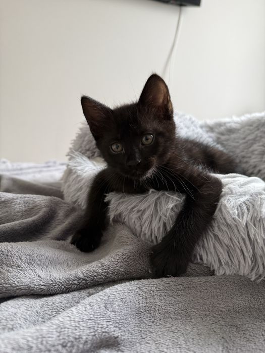Do adopcji dwa czarne kotki Radomsko