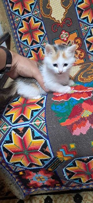 Віддам безкоштовно кошеня дівчинка, 1,5 місяця, трьохколірна