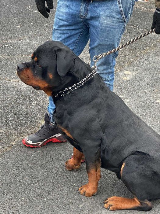 Rottweiler - śliczne szczeniaki