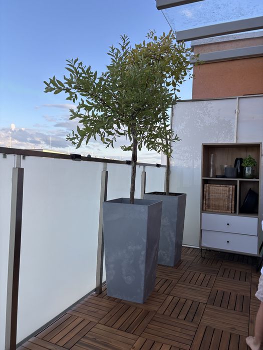 Drzewka na balkon w doniczkach - wierzba