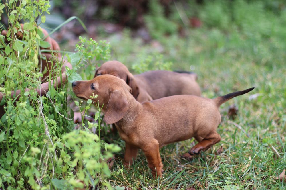 Teckel   - miniatura