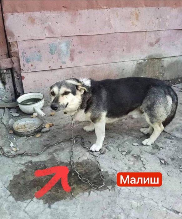 Малиш - невеличкий песик в добрі руки!