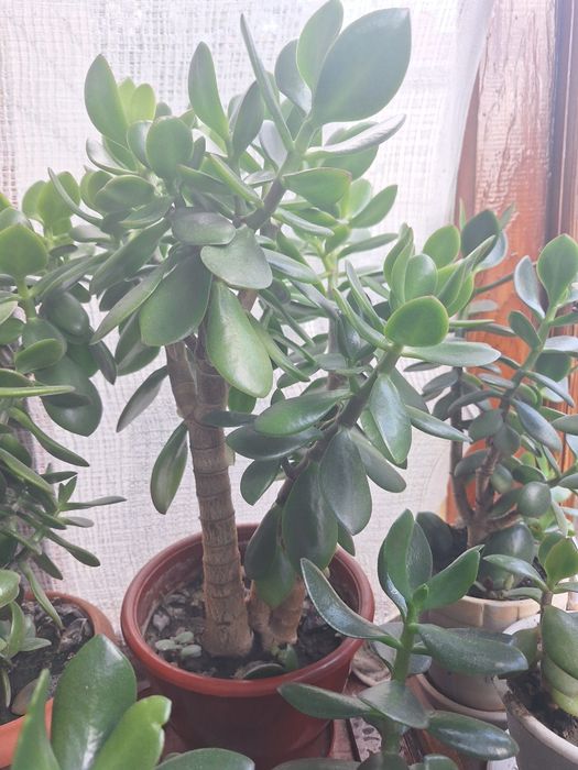 Красула, товстянка,  грошове дерево