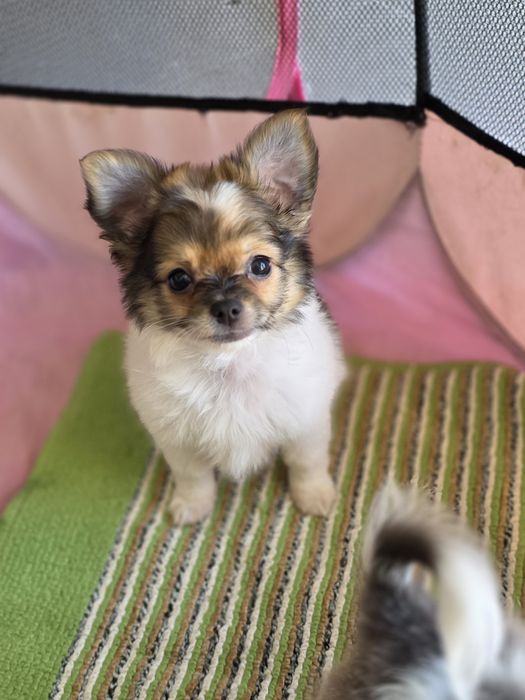 Chihuahua Fêmea Tricolor